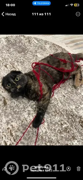 Пропала кошка, ул. Свободы, 5, Октябрьский - photo