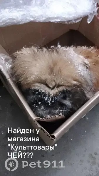 Пекинес найден у магазина, Краснооктябрьская 20 - photo