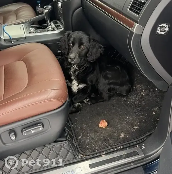 Собака найдена: трасса Томск-Мариинск, Кемерово - photo