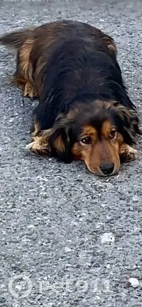 Пропала собака, Тюменская обл. - photo