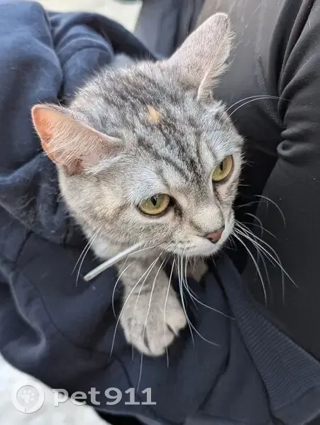 Кошка найдена: ул. Суворова, 1, Томск - photo