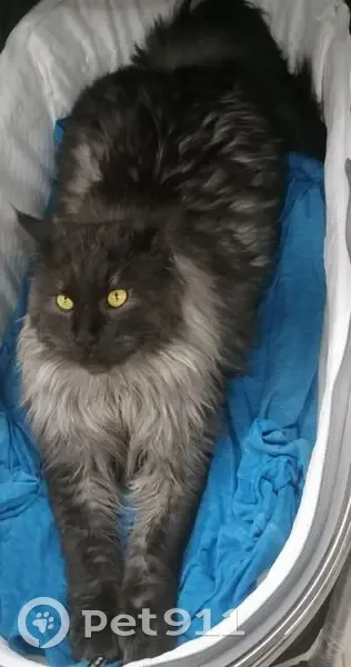 Пропал мейн-кун, ул. Л. Толстого, 21 - photo