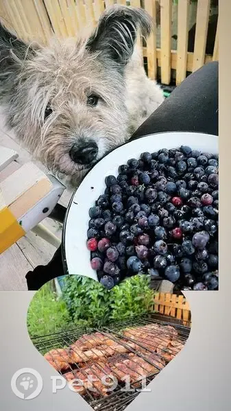 Собака пропала у озера Беле, ул. Матросова - photo