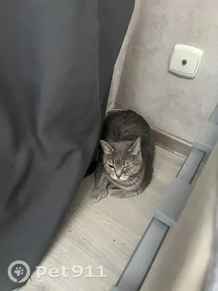 Кошка найдена: Алтайская 157, Томск - photo