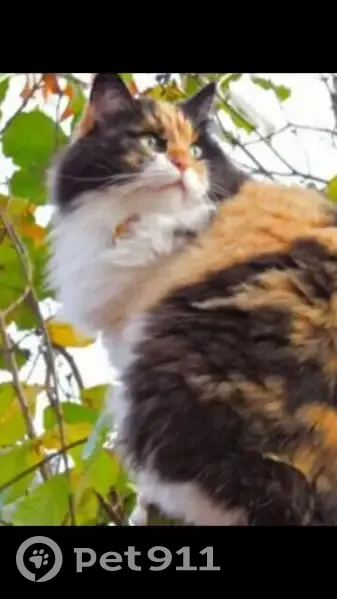 Пропала кошка, район Карпово, Горшково 14 - photo