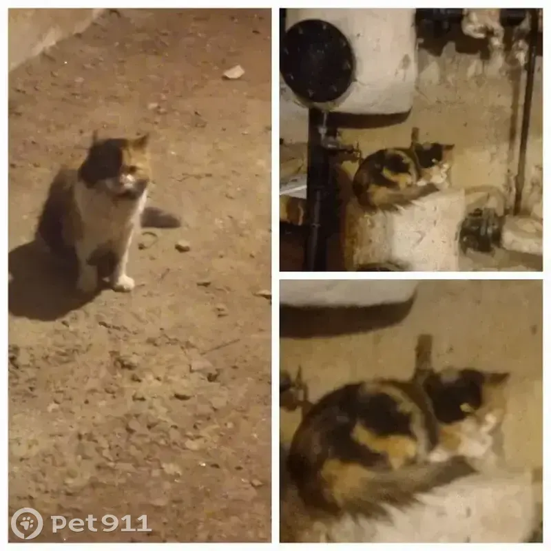 Кошка найдена на ул. Есенина 10/3, НСК - photo