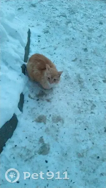 Кошка найдена: ул. Гоголя, 61, Томск - photo