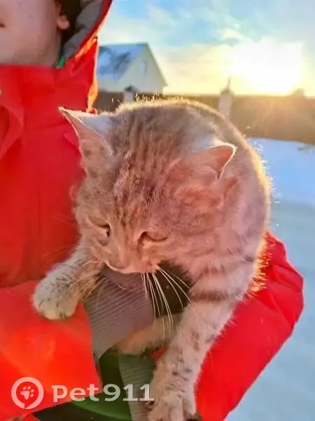 Кошка найдена, ул. Шишкова, 13, Иглино - photo