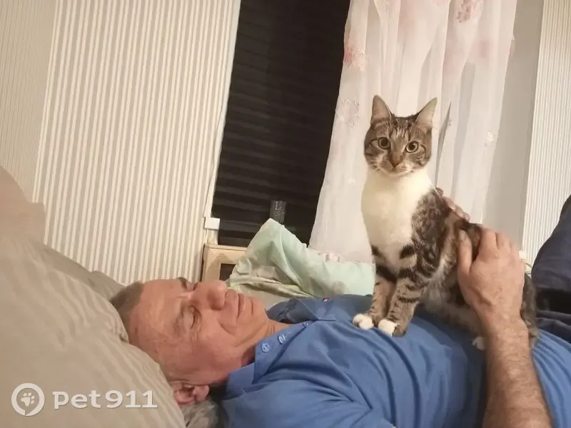 Пропала кошка Кико, Искровский пр. 10, СПб - photo