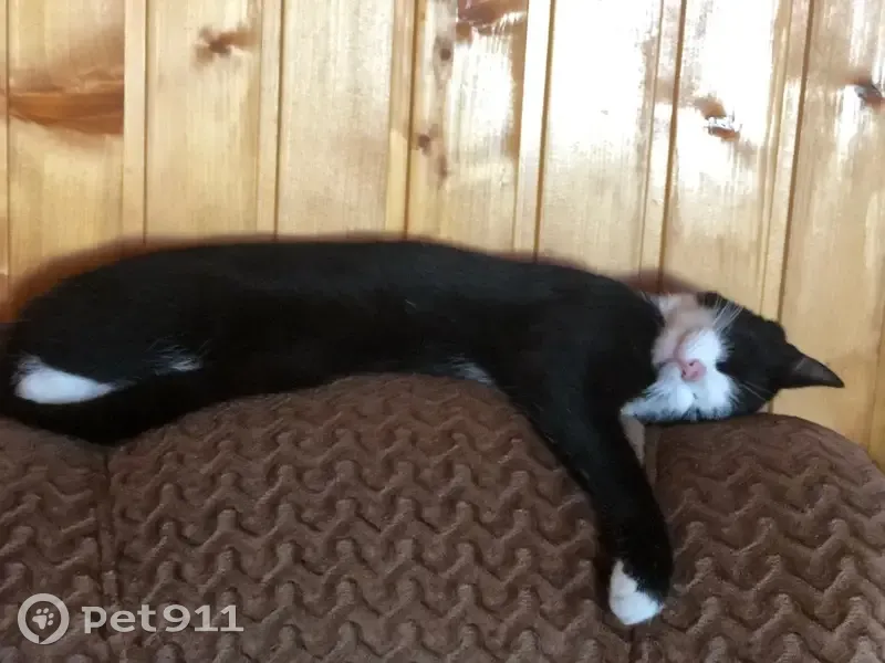 Пропала кошка, Дорожная ул., Бураево - photo