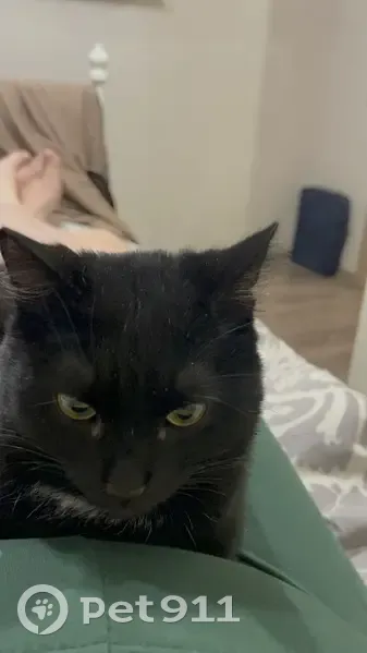 Пропала кошка, ул. Гашека 5/2, Омск - photo