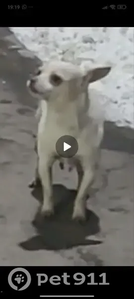 Пропала собака у дома 52, мкр. В, Троицк - photo