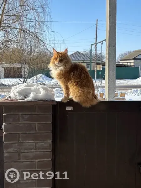 Пропала кошка, ул. Левченко, 8, Новониколаевский - photo