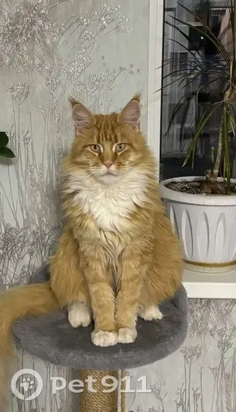 Пропала кошка, Заводская 27, Новониколаевский - photo