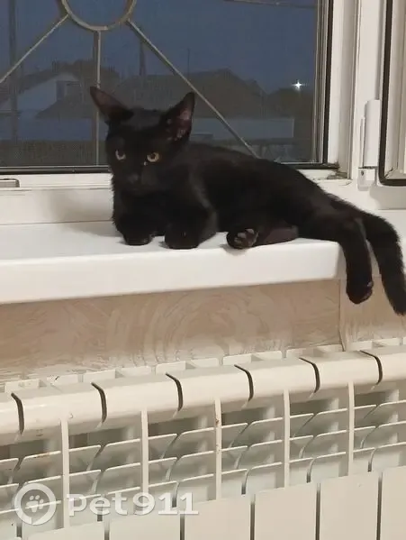 Пропала чёрная кошка, ул. Фрунзе, Курган - photo