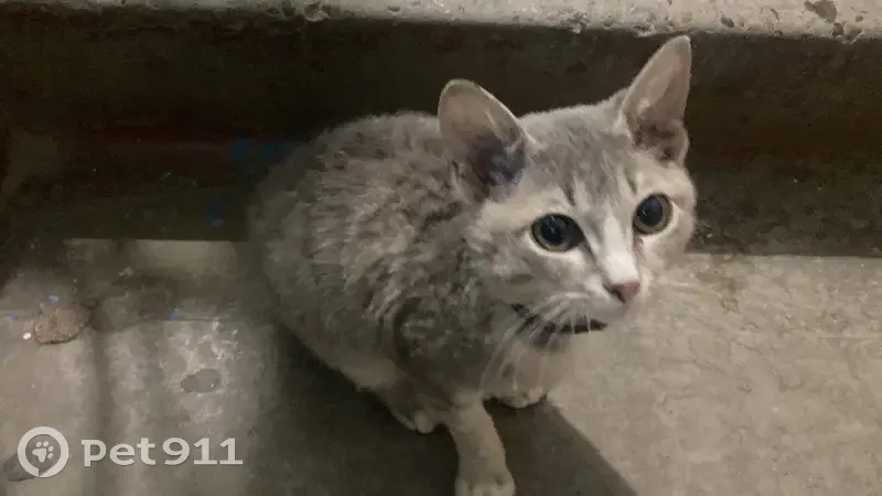Кошка найдена, ул. Ференца Мюнниха - photo
