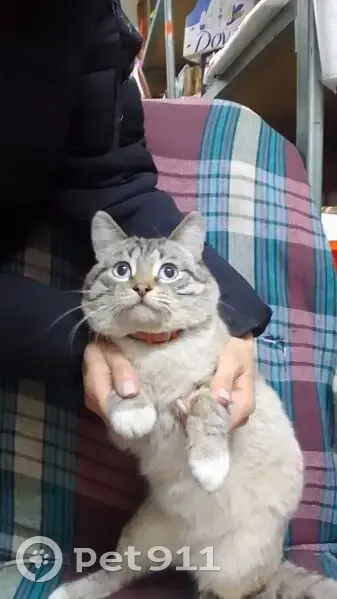 Кот найден на 2-й Потребительской, Челябинск - photo