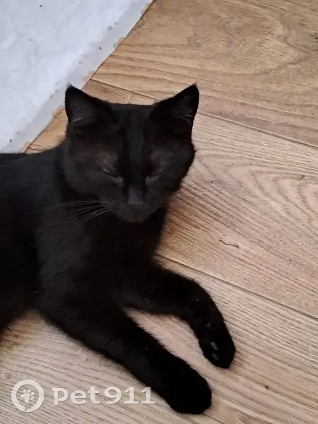 Кошка найдена на 88К-012, Большие Шали - photo