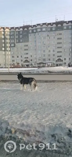 Хаски найдена: пр. Голикова, Курган - photo