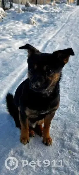 Пропала собака, Тенишево, 16К-0674 - photo