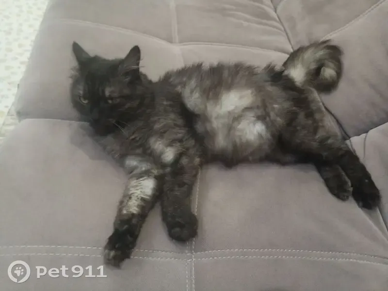 Найдена кошка, Курган, Пушистая 24 - photo