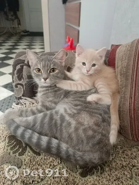 Пропала кошка Буся, ул. Слесарева 3 - photo