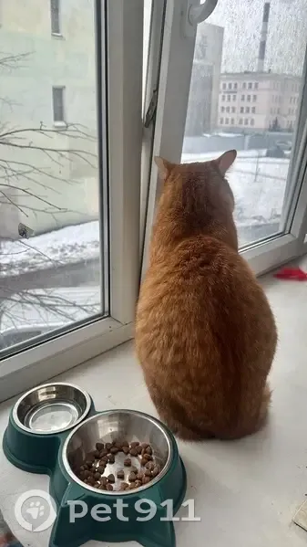 Пропал кот Палыч, Прилукская 15, СПб - photo