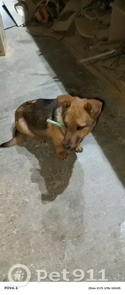 Щенок найден: ул. Натуралистов, Елецкое - photo
