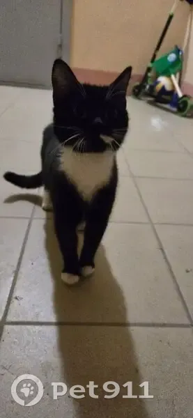 Кошка найдена: ул. Кузнецова, 5, Томск - photo