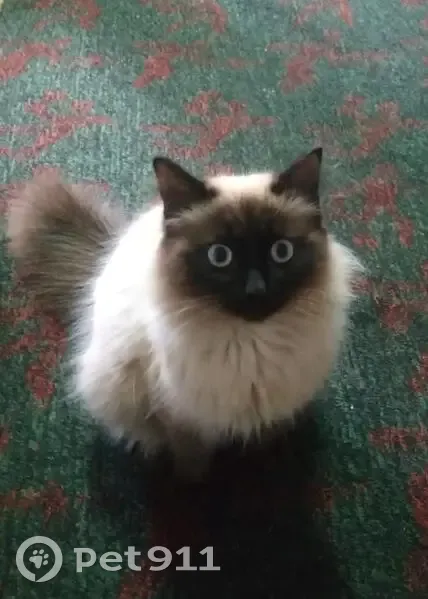 Пропала сиамская кошка, ул. Гагарина - photo