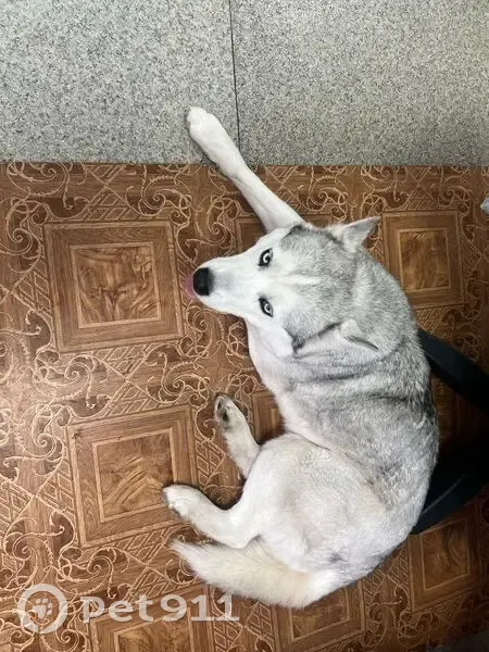 Найдена собака в с. Михайловское, Алтайский край - photo