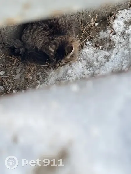 Трехцветная кошка на Зыряновской 51, НСК - photo