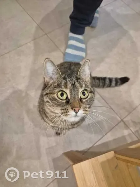 Пропала кошка Тося, пер. Тюльпанов, 12 - photo