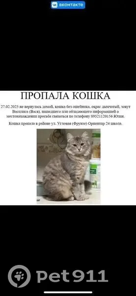 Пропала кошка, Угловая ул. 15, Калининград - photo