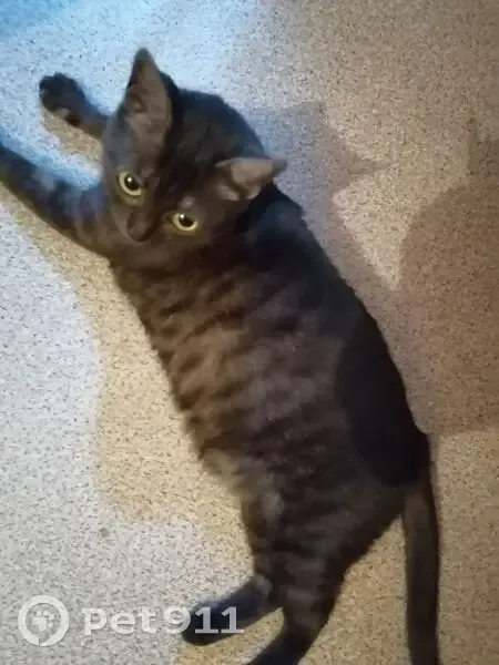 Пропала кошка, Парковая 10, Молочное - photo