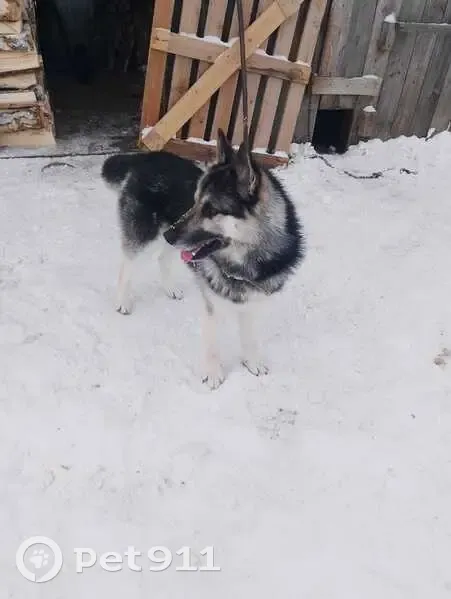 Пропала собака, Береговая ул., Ачит - photo