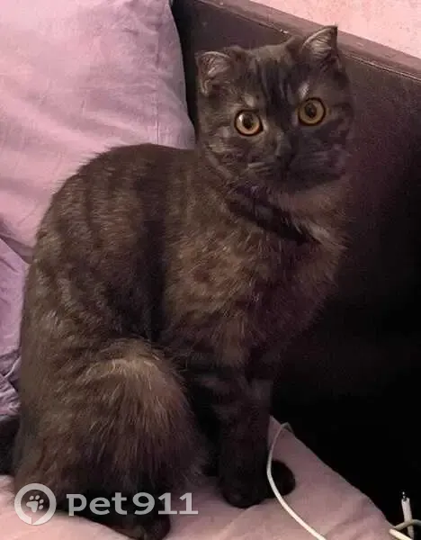 Пропала кошка, ул. Пушкина 14, Михайловск - photo