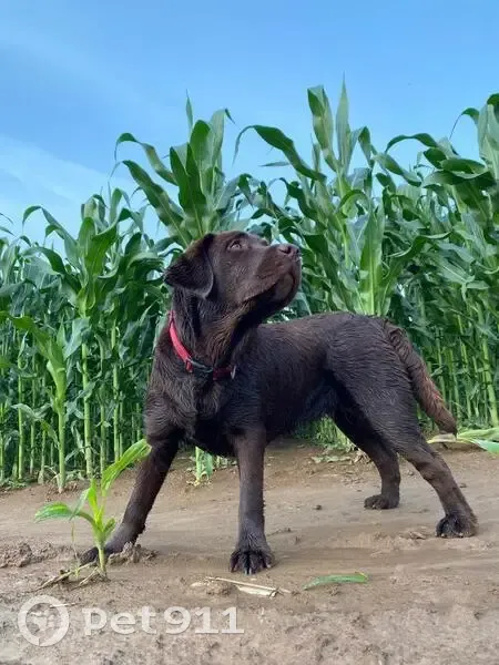 Пропала собака у реки Северка, Голубино - photo