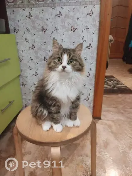 Пропала кошка на 21-й Амурской, 35, Омск - photo