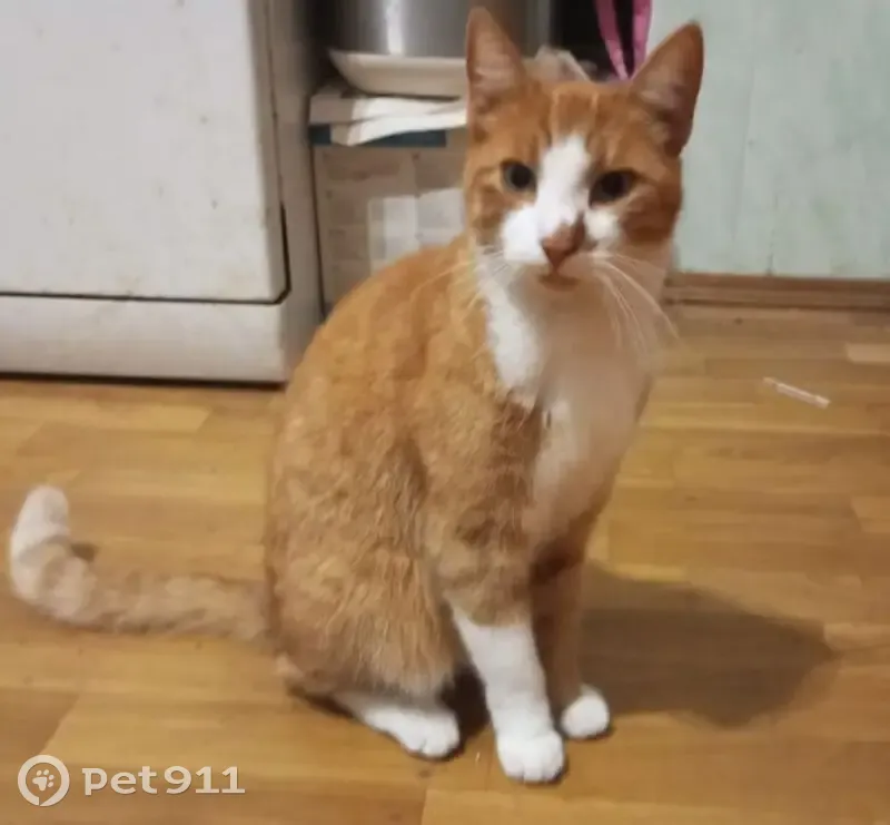 Пропал котик, Гвардейская 7, Калуга - photo