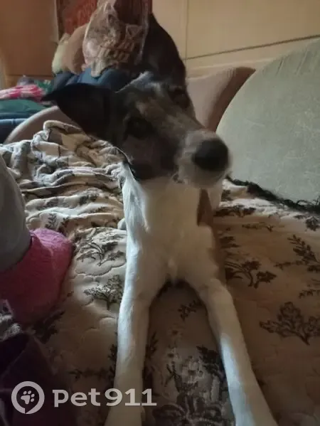 Пропала собака, Старая площадь, 8/5 - photo