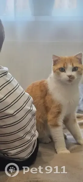 Пропала кошка, Большая ул. 73, Белая Калитва - photo