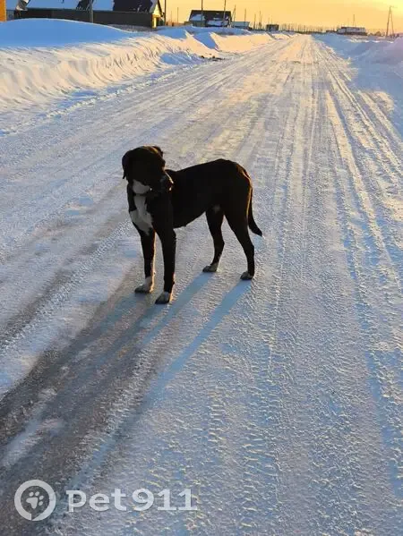 Собака найдена: Бакалы, Молодёжная 41 - photo