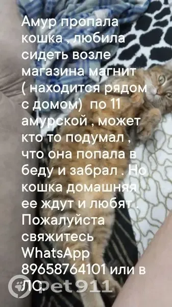 Пропала кошка у Магнита, 11-я Амурская 79 - photo