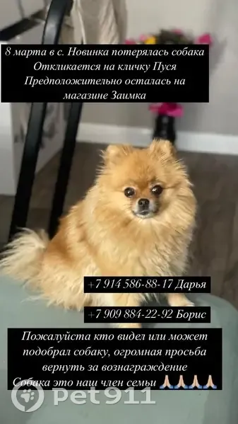 Пропала собака, село Новинка, Заимка - photo