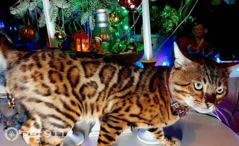 Пропала кошка, ул. Рубинштейна, Курган - photo