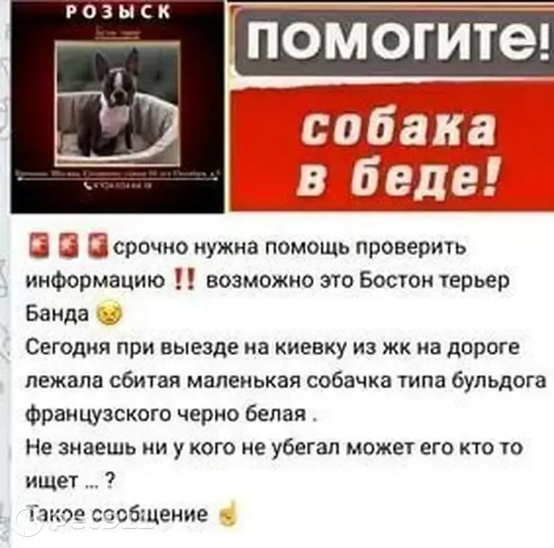 Собака найдена: Крестьянский тупик, 14-16 - photo