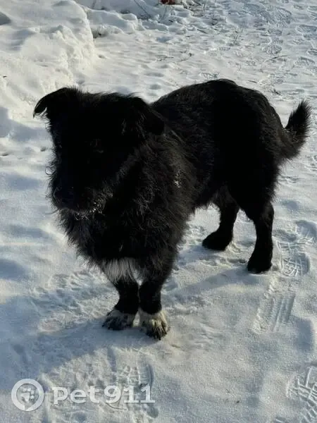 Найдена собака в Песковатке, Тамбовская обл. - photo