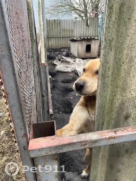 Найдена собака, Тамбовская область - photo