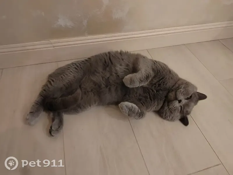 Пропала кошка: ул. 50 лет Алтая, Пригородный - photo